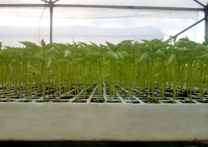 Plantas creciendo en una fila de semilleros de poliestireno expandido