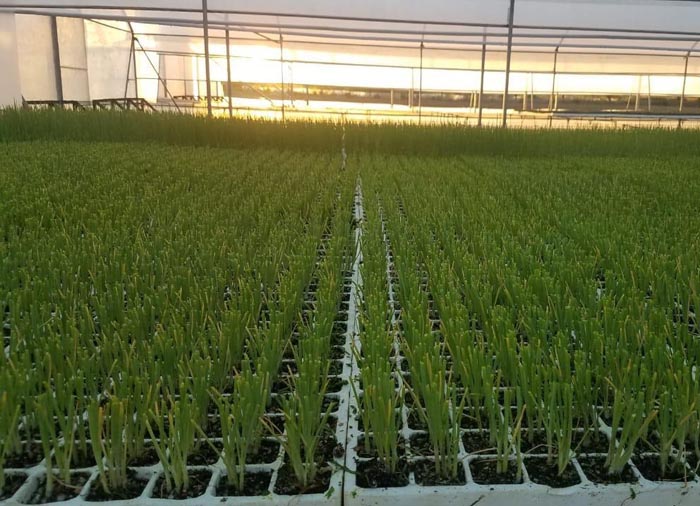 Filas de semilleros de poliestireno expandido con plantas jóvenes en un invernadero